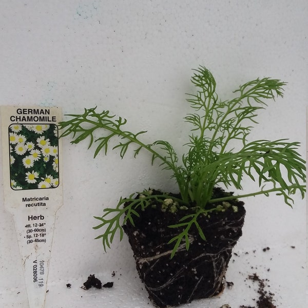 German chamomile Matricaria recutita  starter plant