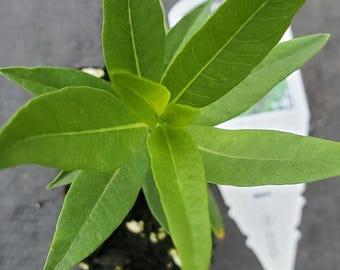 Amsonia Blue Ice