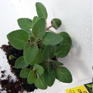 Oregano Greek starter plant