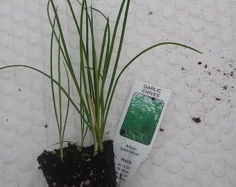 Garlic Chives Starter