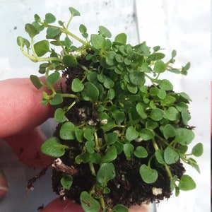 Corsican Mint Starter Plant