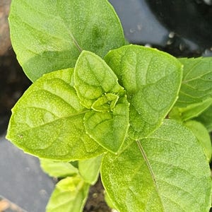 Berries Mint Starter