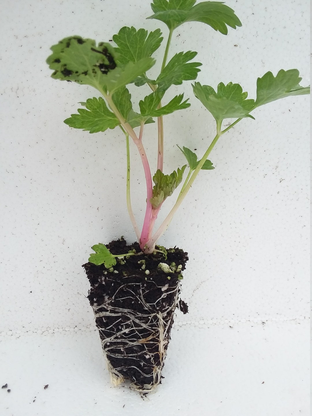 Chinese Pink Celery Starter Plant Etsy