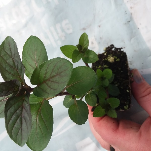 Chocolate Mint Starter Plant