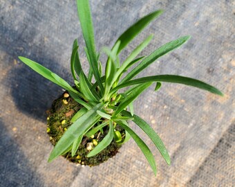 Dianthus Plumarius Roseus