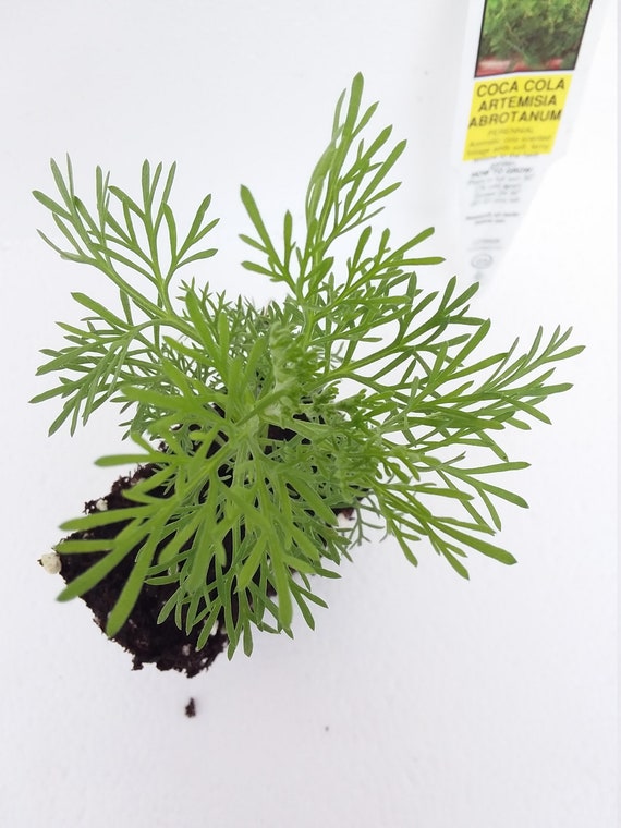 Artemisia abrotanum Coca Cola Plant