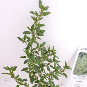 May include: A small green thyme plant in a brown pot. The plant is about 6 inches tall and has many small leaves. The plant is labeled "THYME Thymus vulgaris Herb"