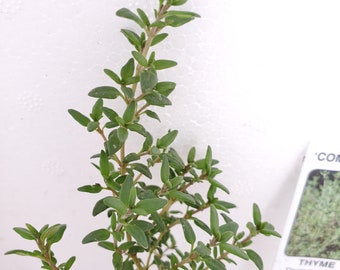 Thyme Compactus Starter Plant, Fragrant Herb
