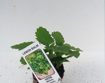 Lemon Balm Melissa Officinalis Limoncello starter plant