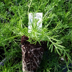 Roman Chamomile starter plant