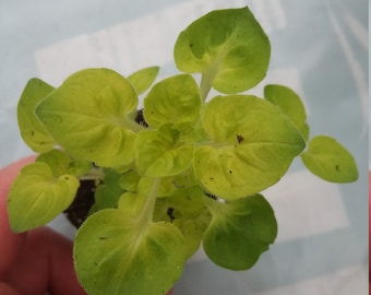 Golden Marjoram Starter Plant