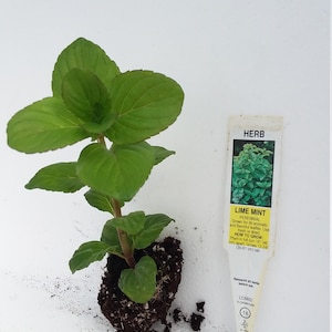 May include: A lime mint plant with vibrant green leaves, shown with a plant tag. The tag reads "HERB LIME MINT PERENNIAL" and provides growing instructions. The plant is approximately 18 inches (46 cm) apart and grows 12-24 inches (30-61 cm) tall.
