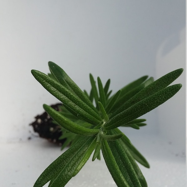 Live Rosemary starter plant