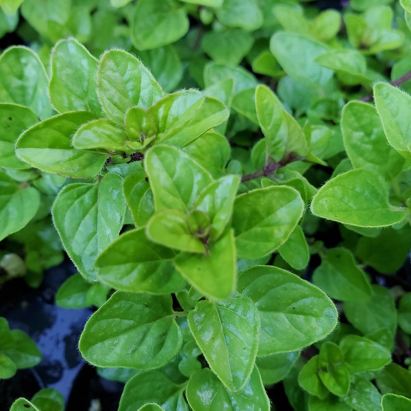 Golden Oregano