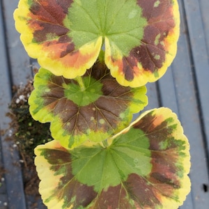 Zonal Geranium Velma Cox