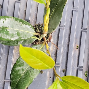 Laurus Nobilis Bay Leaf
