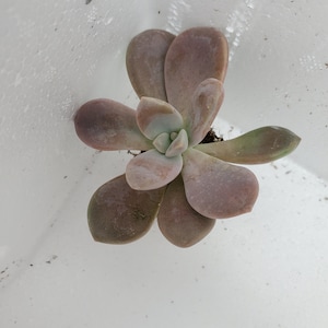 Graptopetalum Murasaki