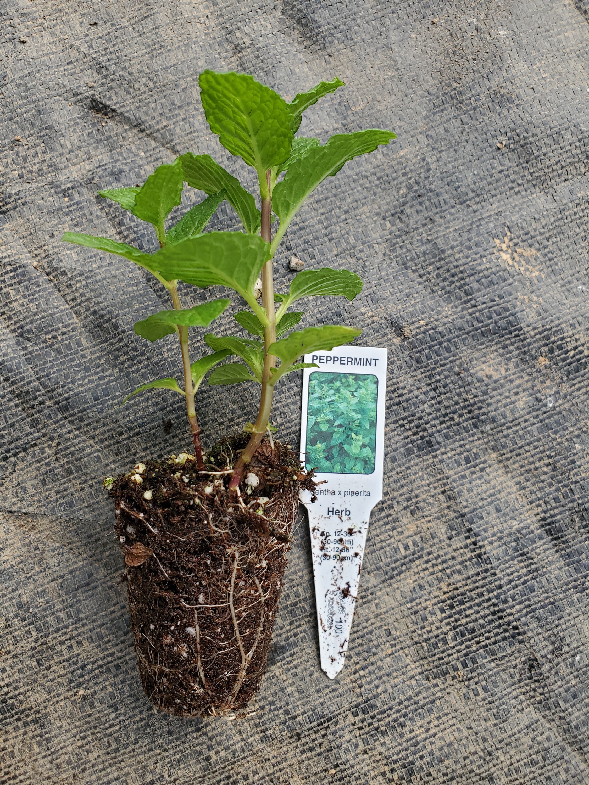 Mint Peppermint Starter Plant - Etsy