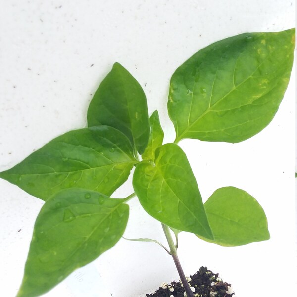 Pepper Aji Amarillo starter plant