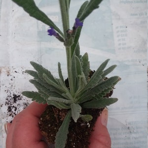 Lavender Goodwin Creek starter plant