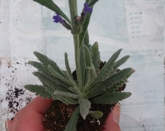 Lavender Goodwin Creek starter plant