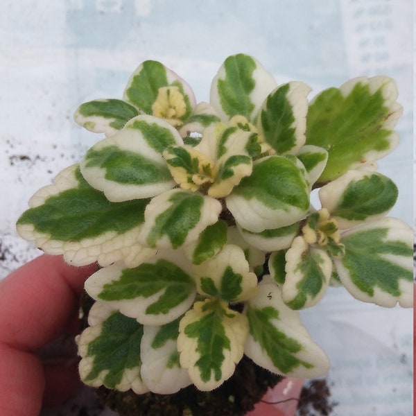 Variegated Swedish Ivy starter