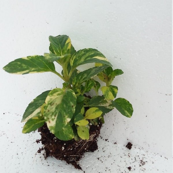 Variegated Peppermint