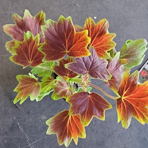 Geranium Vancouver Centennial