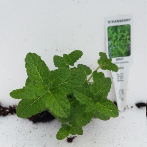May include: A close-up of a strawberry mint plant with vibrant green leaves. A white label reads "STRAWBERRY MINT" and lists the plant's scientific name. The plant is set against a white background.