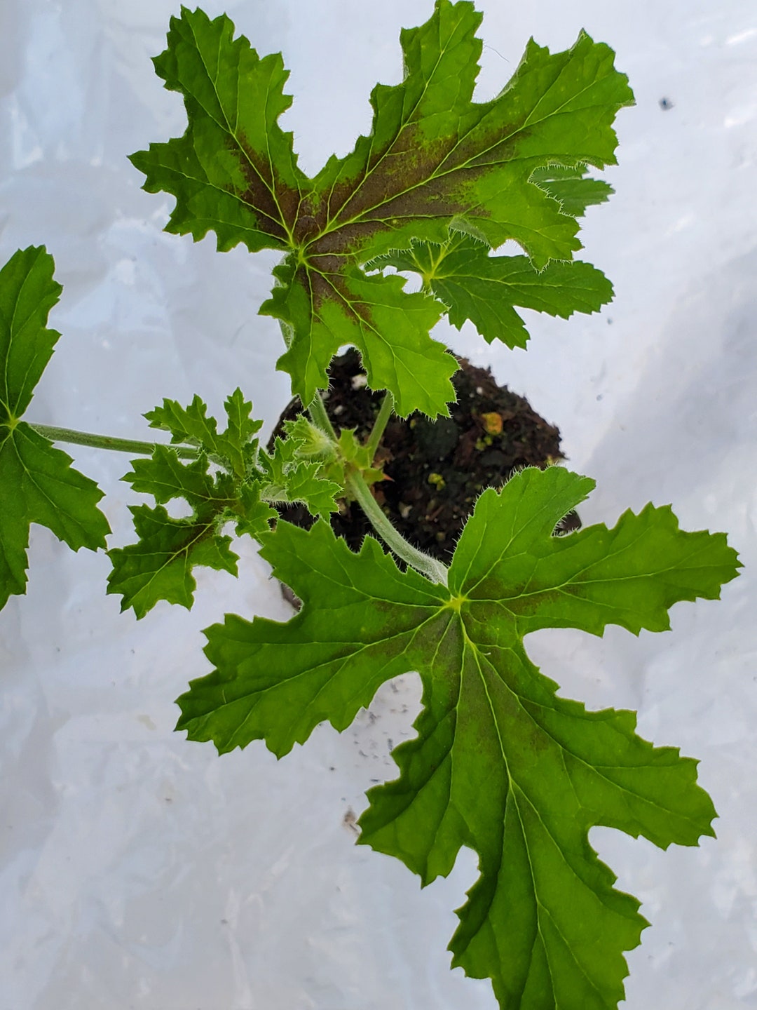 Scented Geranium Orsett Etsy