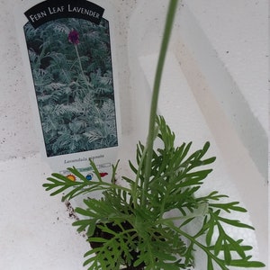 Lavender Pinnata