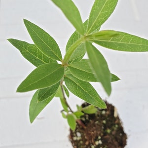 Madder Rubia Tinctoria