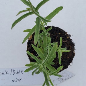 Habak Mint Mentha Longifolia