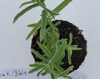 Habak Mint Mentha Longifolia