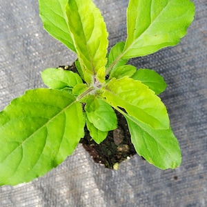 Sacred Basil tenuiflorum