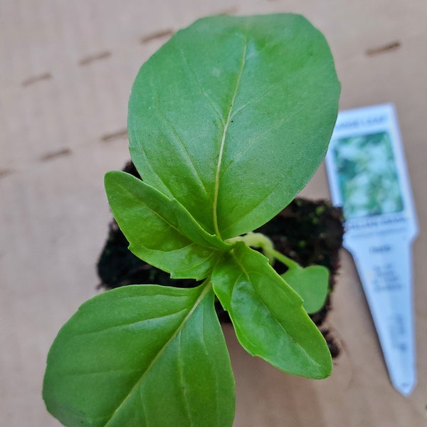 Basil Italian Large Leaf Sweet