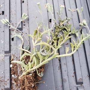 May include: A close-up of a green succulent plant with white flowers and brown roots. The plant is on a gray textured surface.