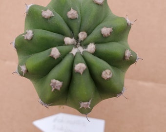 Echinopsis Subdenudata