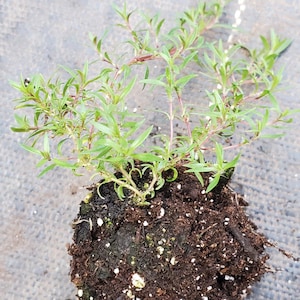May include: A small plant with vibrant green leaves and reddish stems, emerging from a dark, soil-filled ball. The plant is set against a textured, gray background, suggesting a nursery or garden setting.