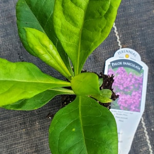 May include: A young Phlox paniculata plant with vibrant green leaves. The plant is in a small pot with soil, and a tag indicates it's a perennial. The tag also shows a picture of the plant's purple flowers.