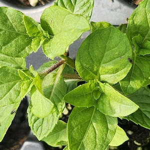 Mint Currant Starter Plant: Blackcurrant Scented, Lavender Blue Blooms