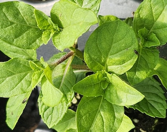 Lavender Mint (mentha Piperita) *rooted Plant* - Etsy