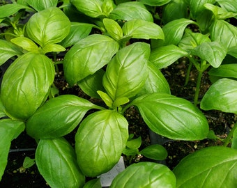 Basil Aroma 2