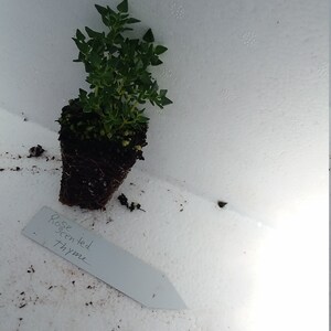 May include: A small potted plant of rose-scented thyme with green leaves. A white label with the text "Rose scented thyme" is placed near the plant. The plant is set against a white background.