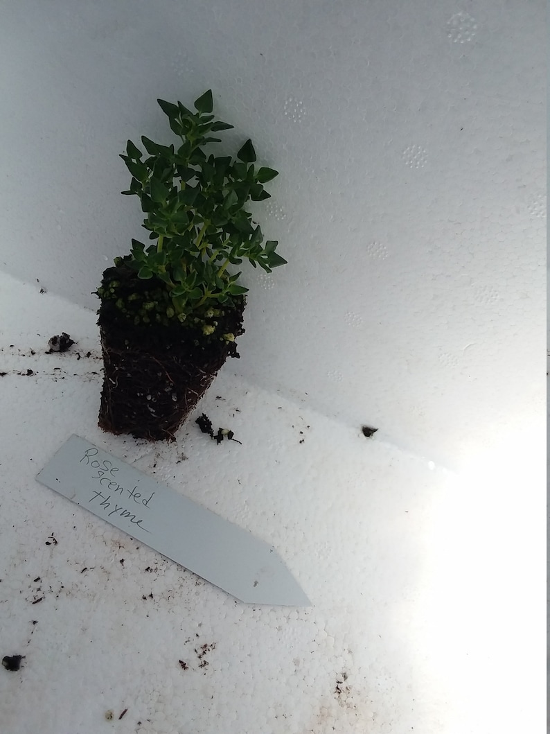 May include: A small potted plant of rose-scented thyme with green leaves. A white label with the text "Rose scented thyme" is placed near the plant. The plant is set against a white background.