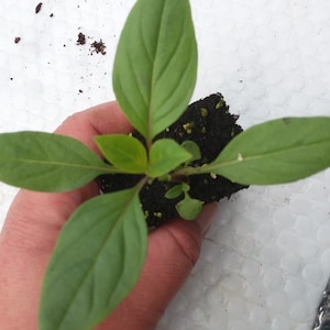 Thai Basil Siam Queen Starter