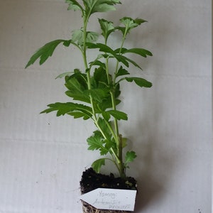 Artemisia Princeps image 2