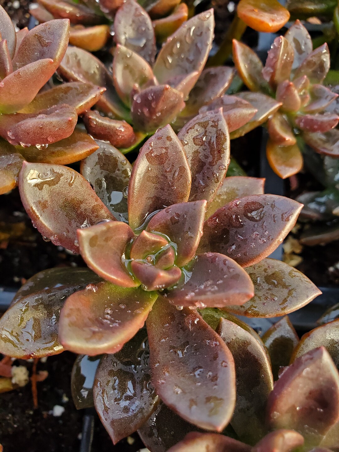 Echeveria Licorice Starter Etsy