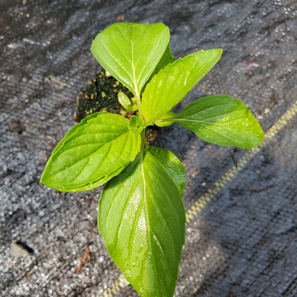 Mint Vietnamese