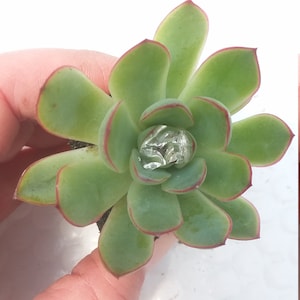 Echeveria Pulidonis